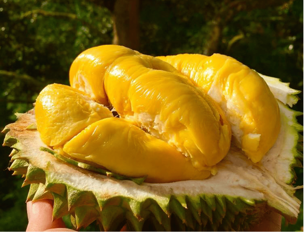 Những loại trái cây người mỡ máu cao nên tránh